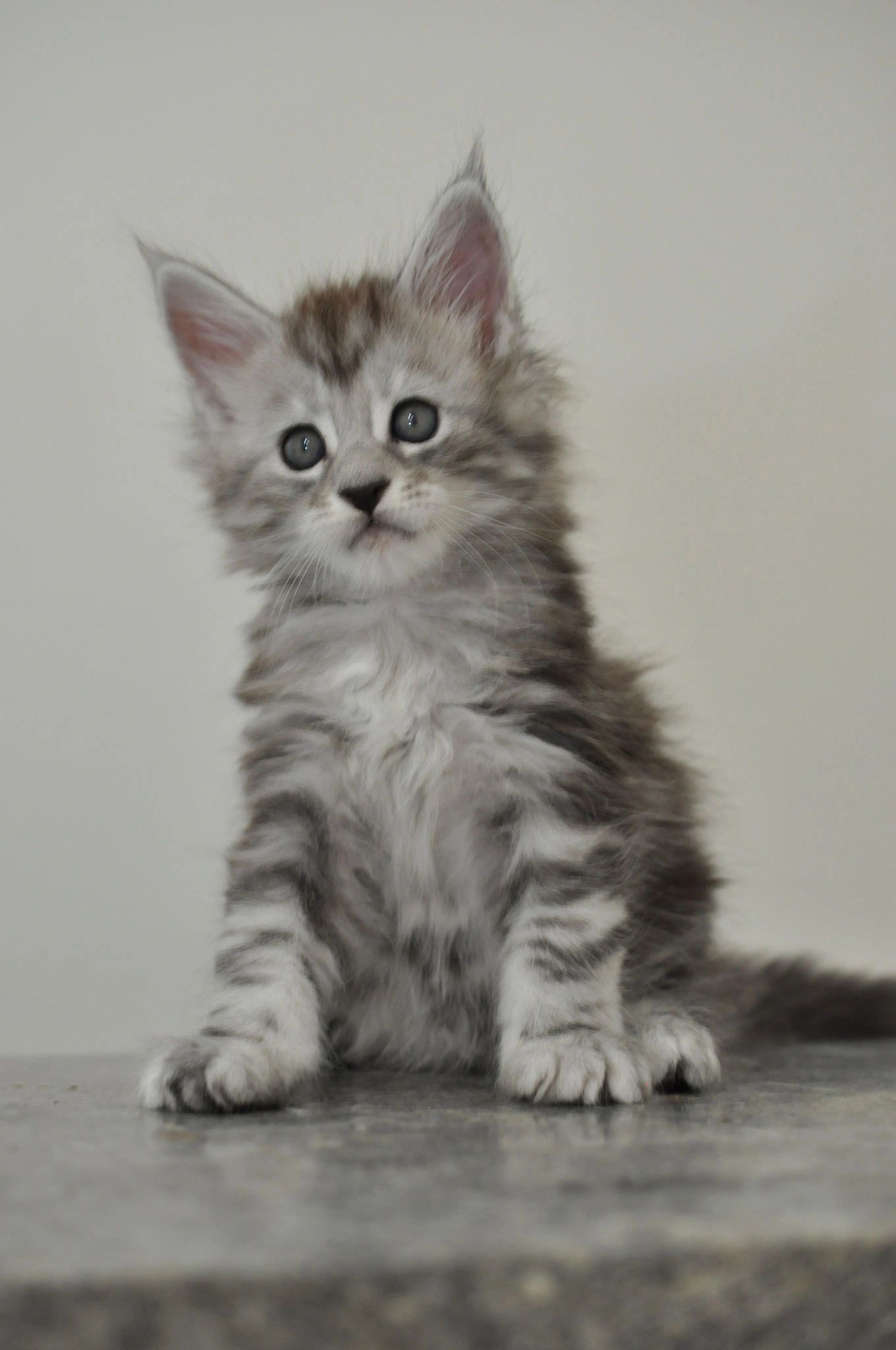 Maine coon costs