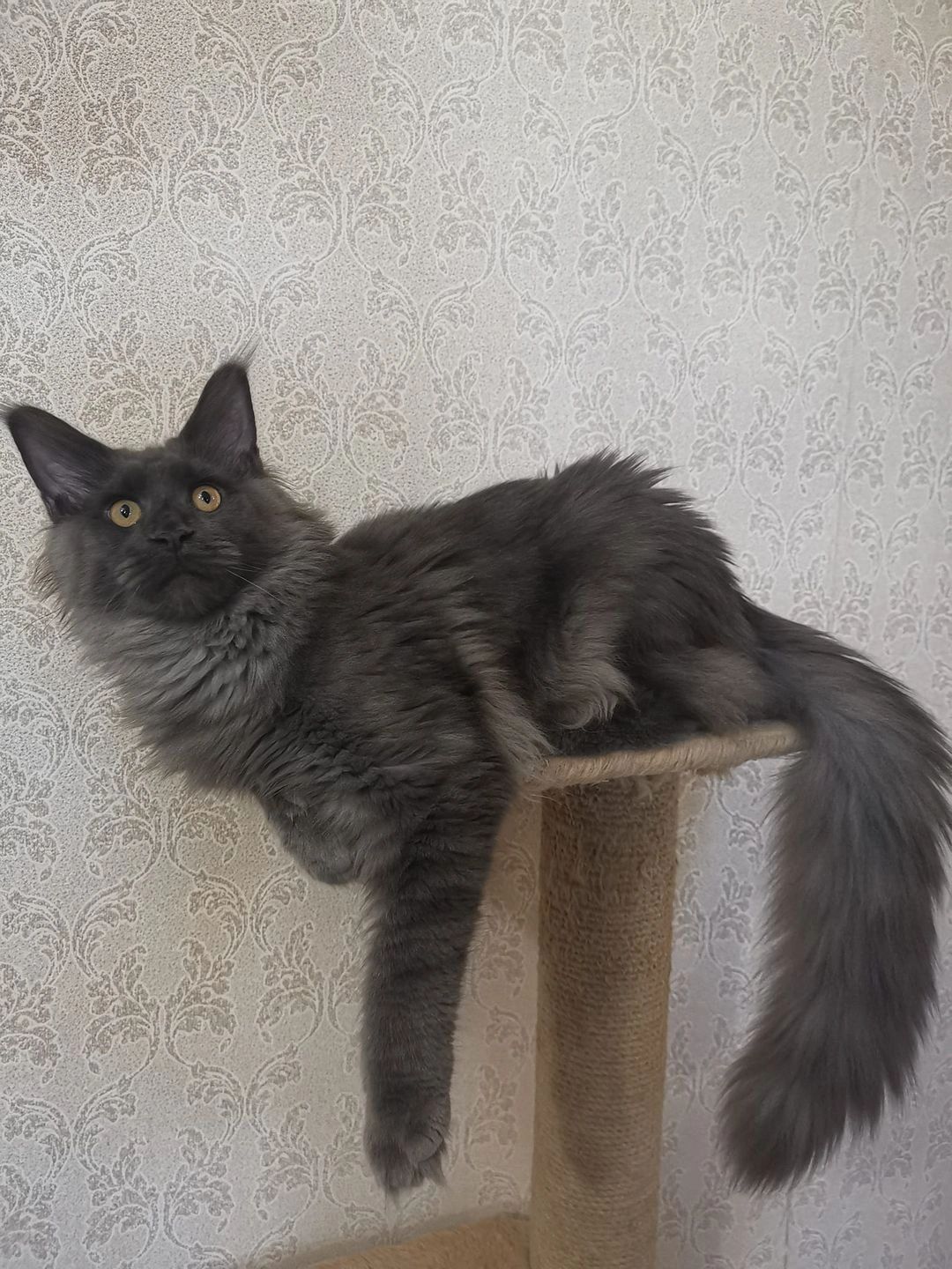 Explore the Magic of Maine Coon Kittens: The Perfect Blend