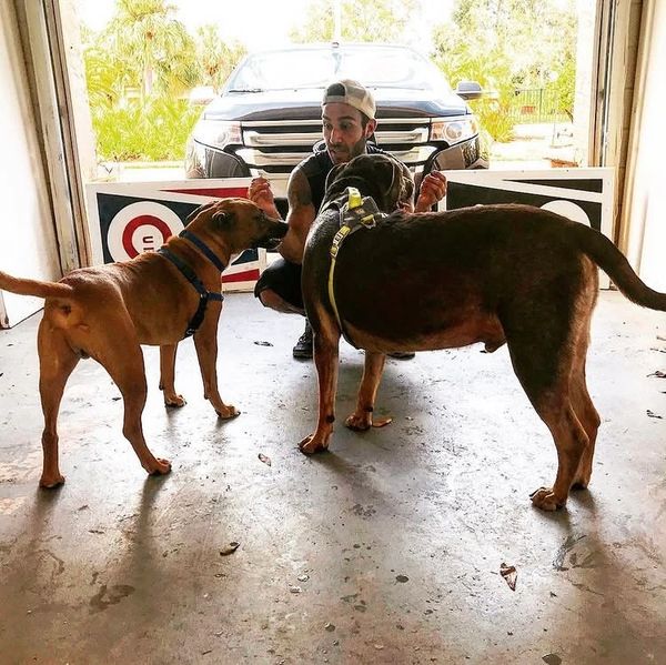 Man training two dogs in a garage.