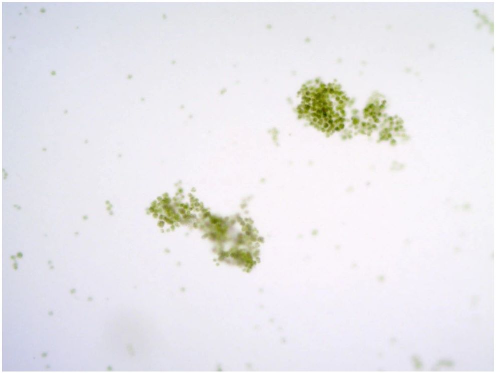 Predicting algae biomass with neural networks and particle counts