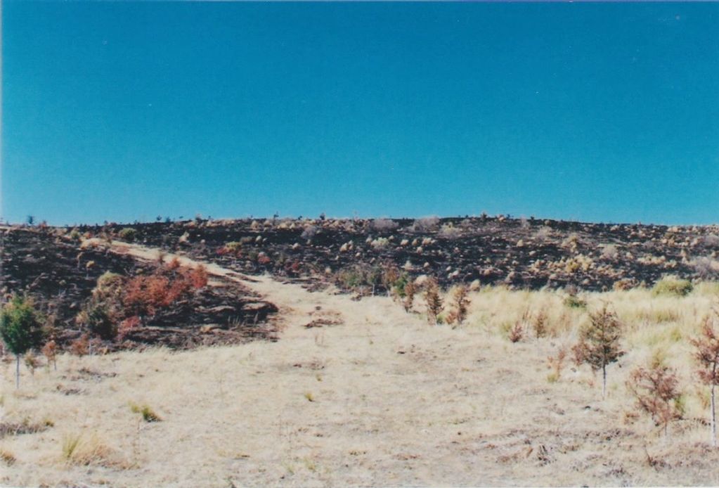 Estragos de incendio forestal.