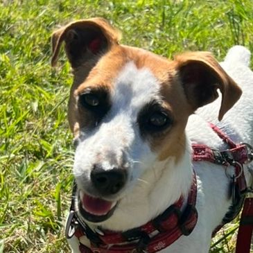 Happy Jack Russell dog