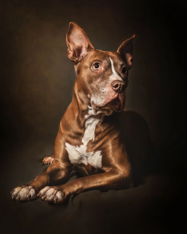 Dog Portrait