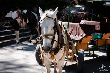 Cola de Caballo, Santiago, Nuevo León