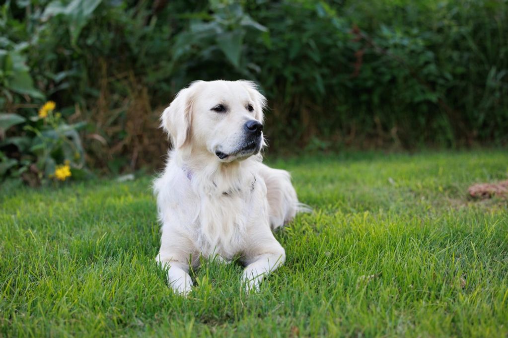 Willow LOVES saying hello. Her gentle touches, affection, and sense of playtime or time to comfort.