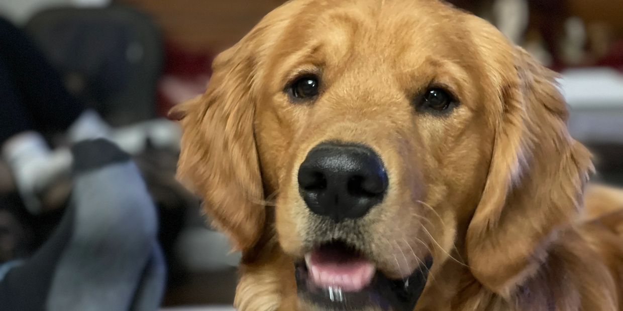 Sir Duke of Hoeger's Goldens DYERSVILLE IOWA