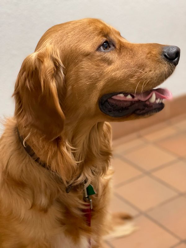 A well behaved, obedient, well trained fur member of Hoeger’s Goldens!  I am the next generation of 