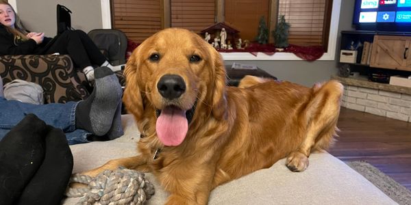 Duke of Hoeger’s Goldens