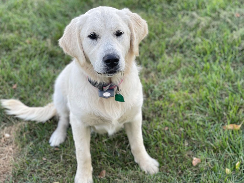 Willow as a puppy