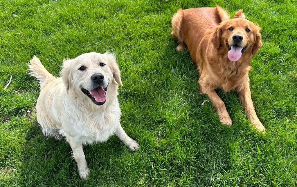 Willow & Duke are bestest friends 😊