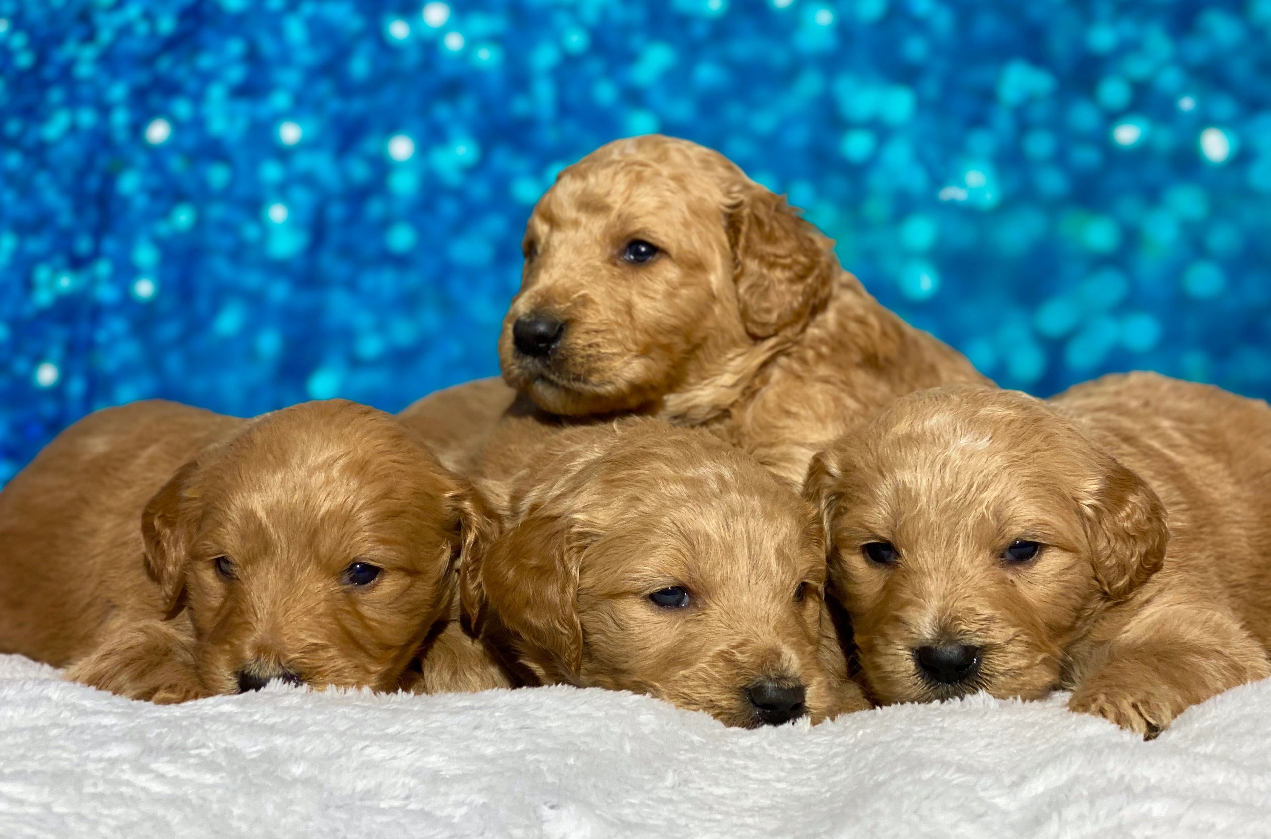 Available Puppies | Dream Doodles Goldendoodles