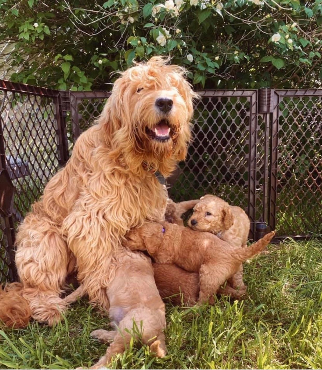 Dream Doodles Goldendoodles