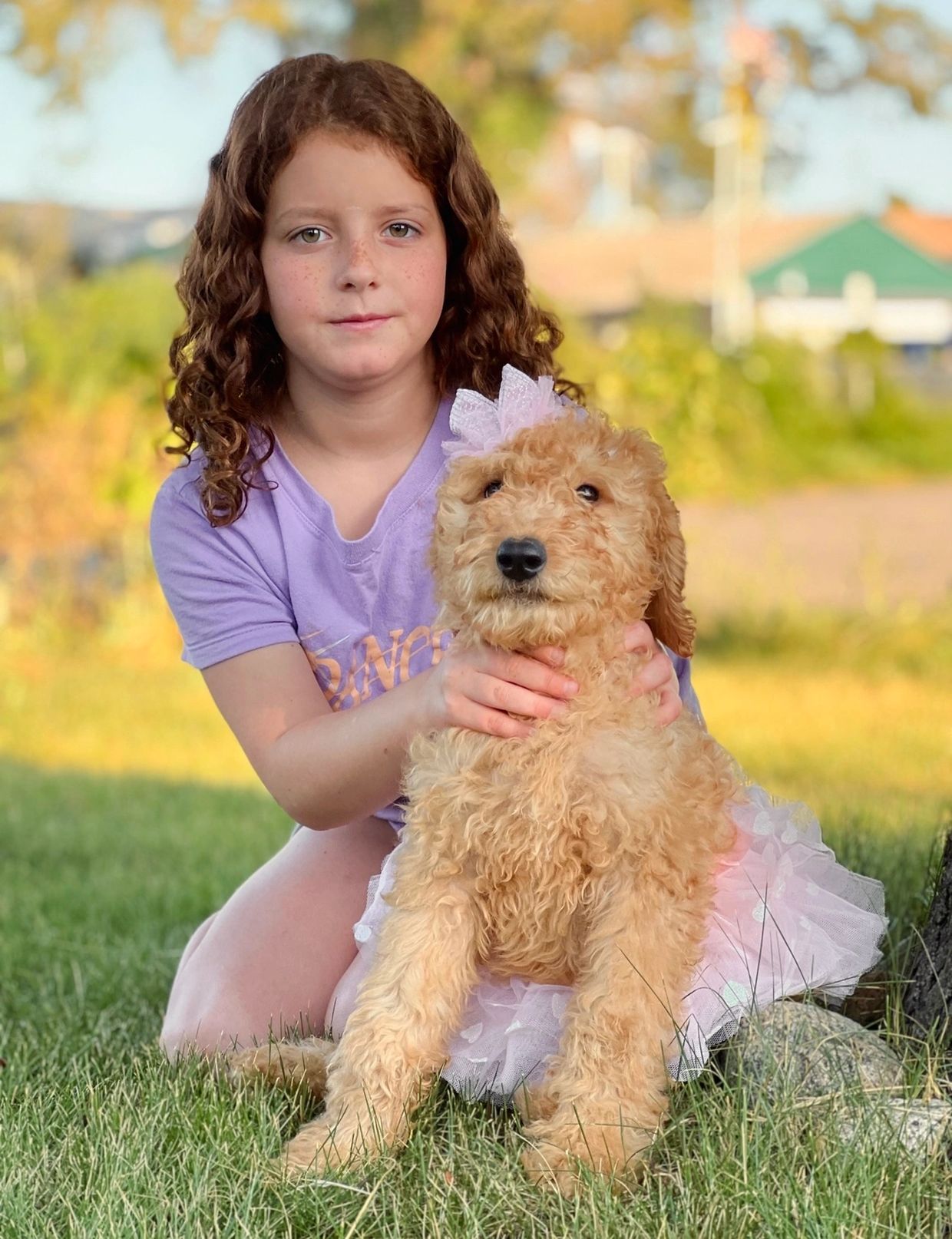ABOUT US Dream Doodles Goldendoodles about-us-dream-doodles-goldendoodles