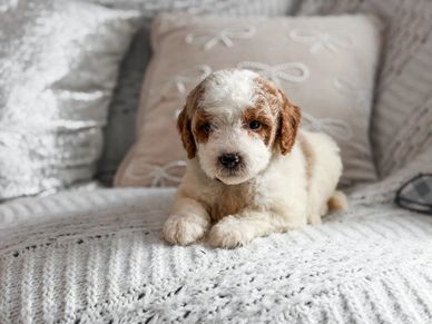 A fluffy white and brown puppy resting on a cozy knitted blanket.