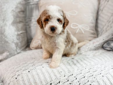 A fluffy puppy sitting on a cozy knitted blanket indoors.