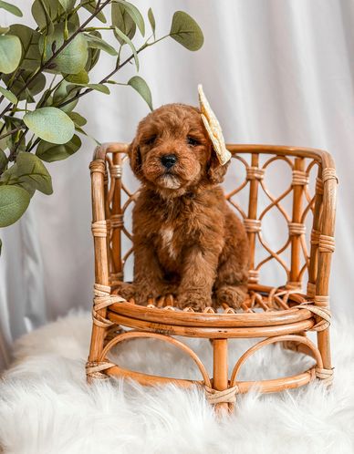 A fluffy brown puppy sits on a small wicker chair with a leaf on its head.