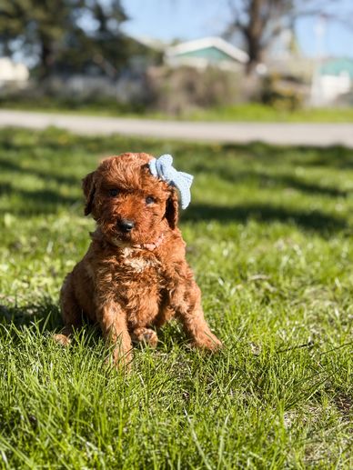 Cute brown puppy with a blue bow sitting on green grass outdoors.