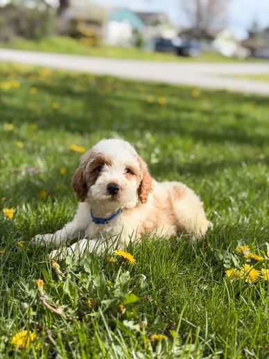 A fluffy puppy lying on green grass with yellow flowers.