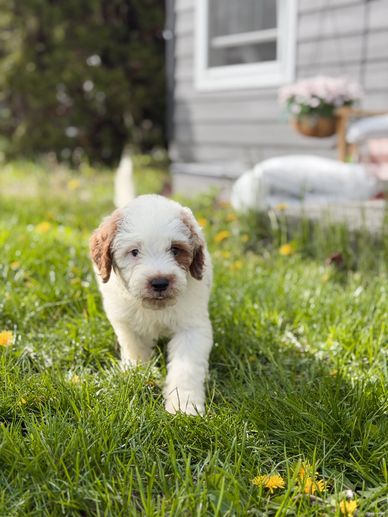 Adorable puppy walking on green grass with yellow flowers.