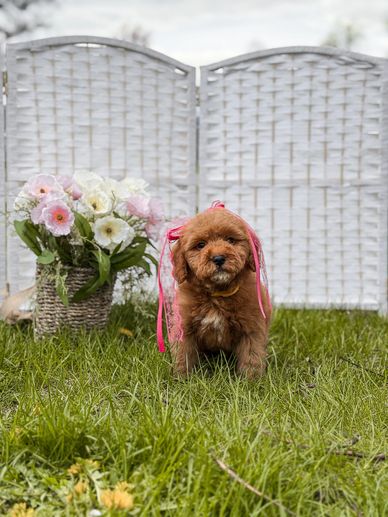 Small brown puppy with pink ribbons sitting on grass near flowers.