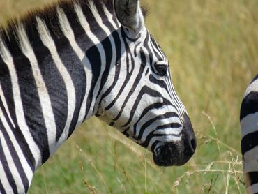 Common Zebra, Kenya