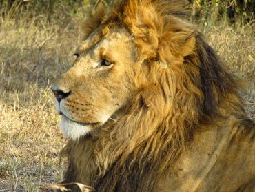 Handsome Male, Maasai mara