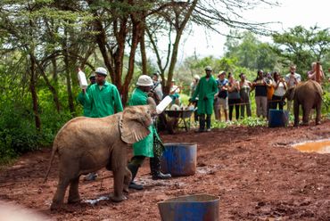 David Sheldrick Elephant Orphanage, Nairobi Kenya