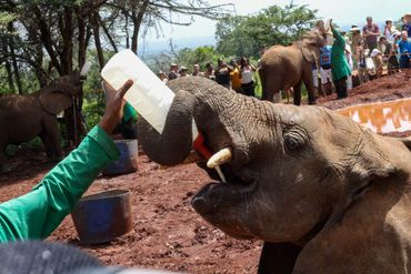 David Sheldrick Elephant Orphanage, Nairobi Kenya