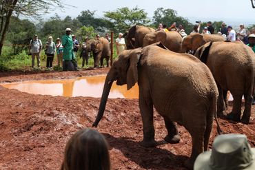 David Sheldrick Elephant Orphanage, Nairobi Kenya