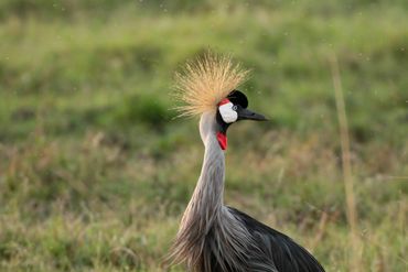 Grey-crested Crane