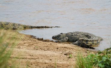 Nile Crocodile, Mara River