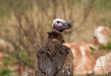 Lappet-faced Vulture, Maasai Mara