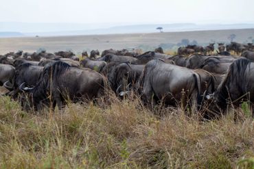 Wildebeest Migration, Maasai Mara, Kenya