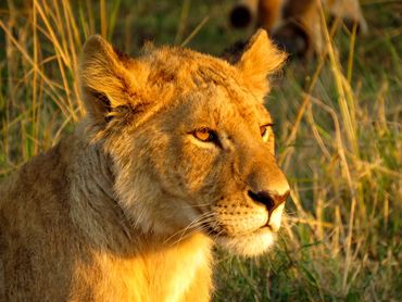 Young male lion, maasai mara Kenya