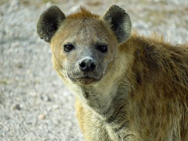 Spotted Hyena, Amboseli N. Park