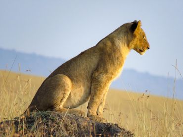 Lion Cub, Maasai Mara