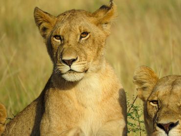 Lion Cub, Maasai Mara
