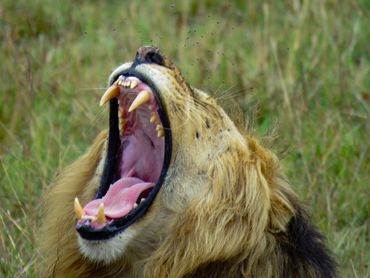 Happy Lion, Maasai Mara