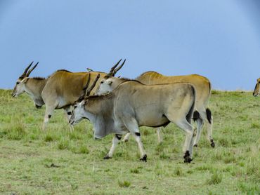 Eland, Maasai Mara