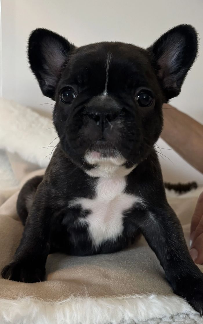 I am a female 9 weeks old.  I have had my shots and been wormed.  When can I come over to your house