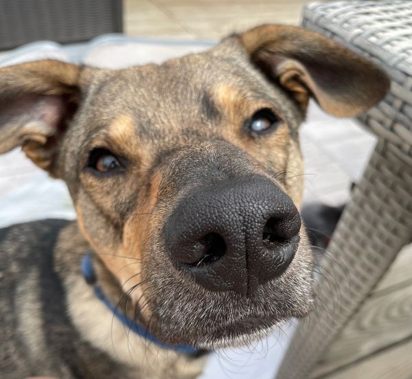 Nosy pup enjoying  the sun