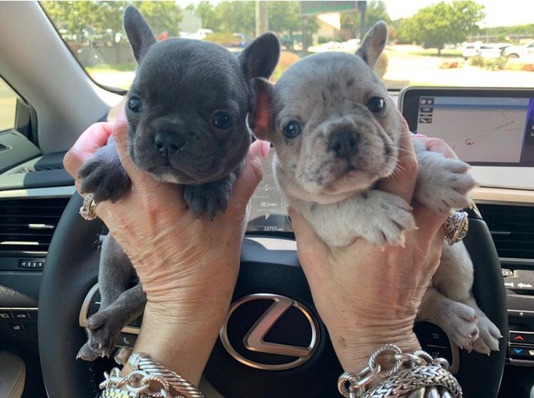 Lone Star Frenchies