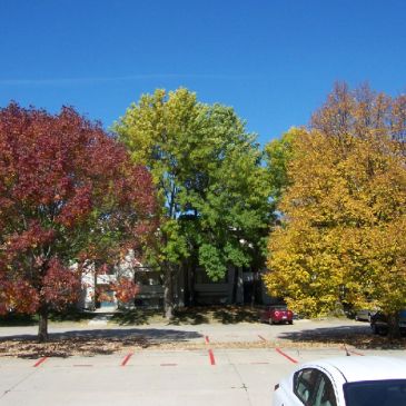 Trees with autumn colors beside a parking lot under a clear blue sky.
