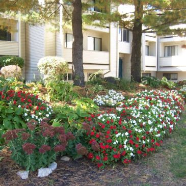 Garden with colorful flowers outside apartments.