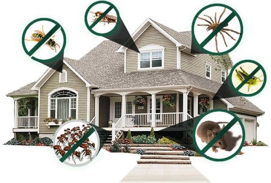 Nj Best Termite And Pest Control