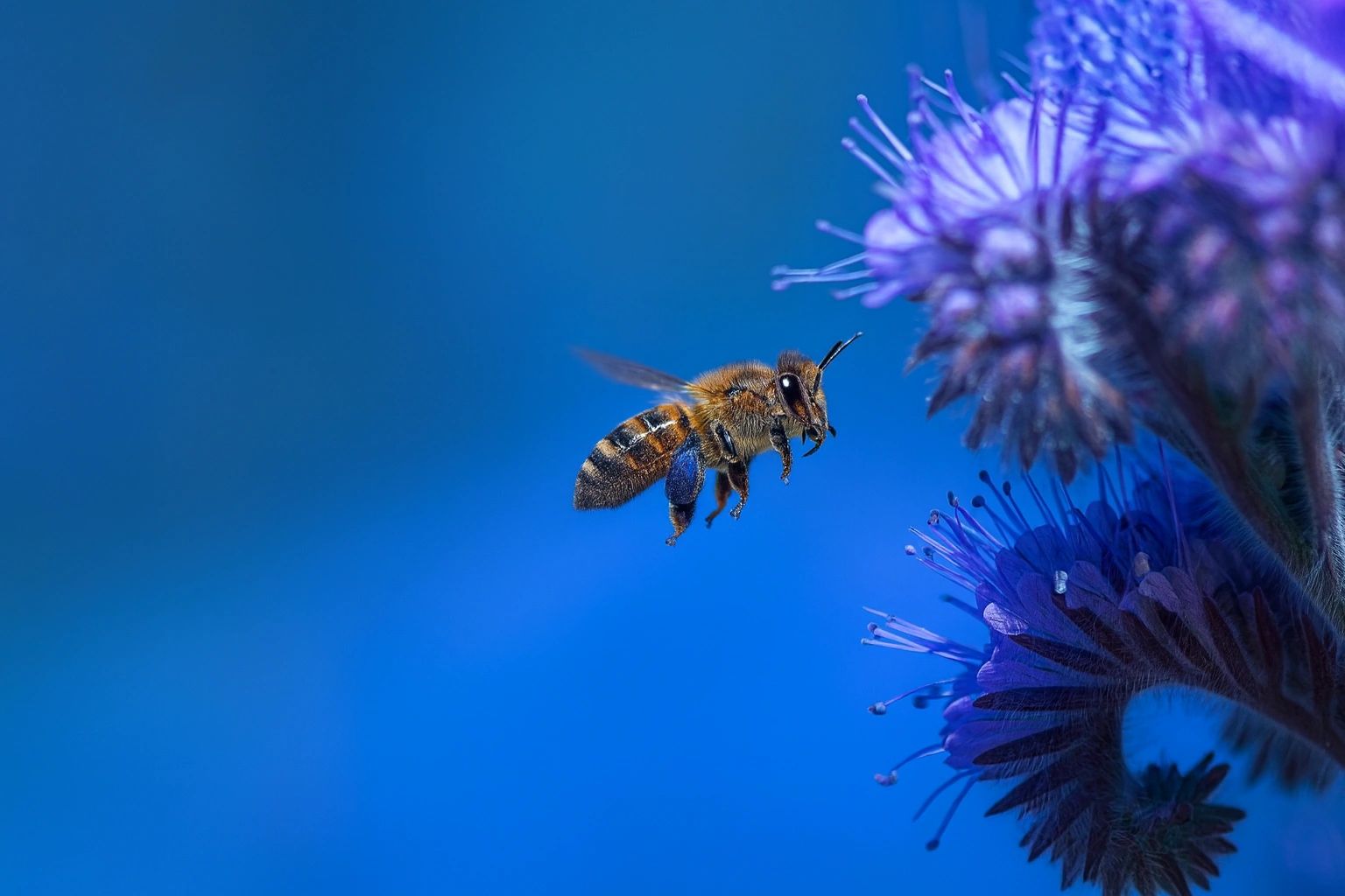 Honeybee — bio-inspired neuromorphic vision