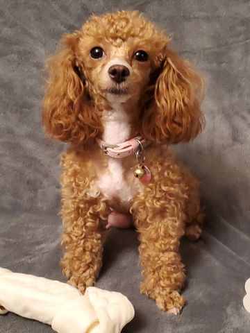 Toy Poodle