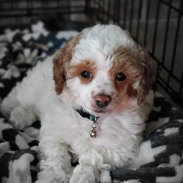 Toy Poodle Puppy