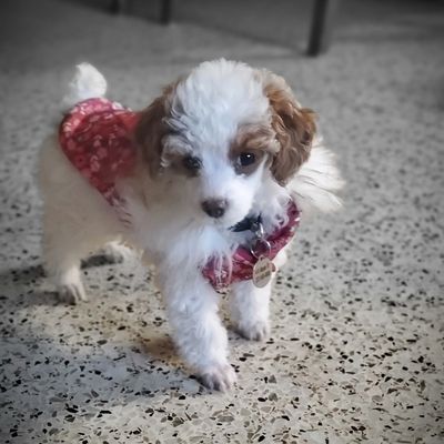 Toy Poodle Puppy