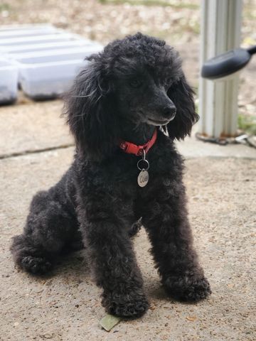 Toy Poodle